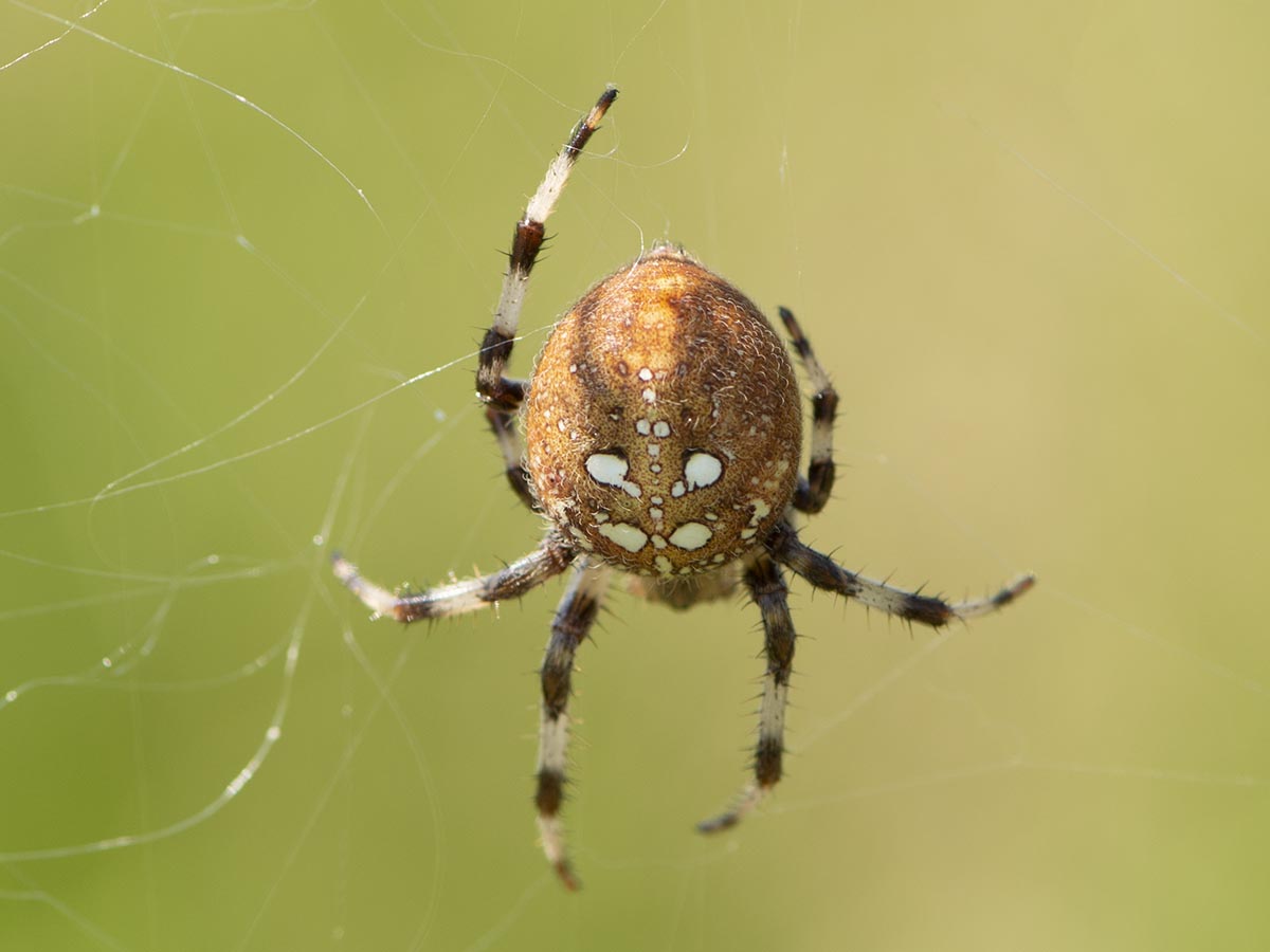 Habitus
